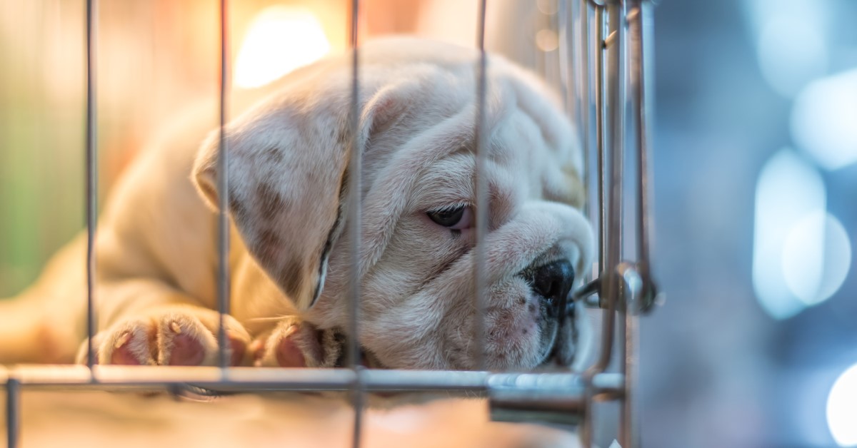 What You Need to Know About Adopting a Puppy Mill Dog